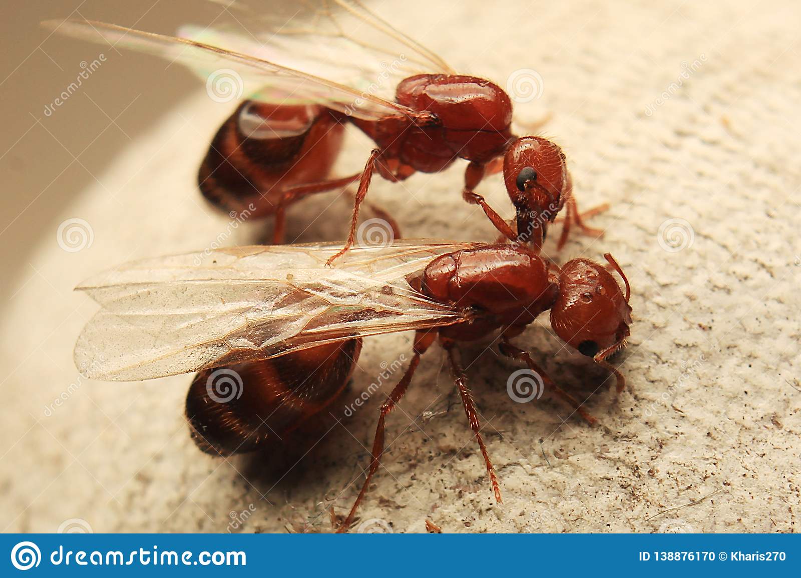 Ant Queen Pictures